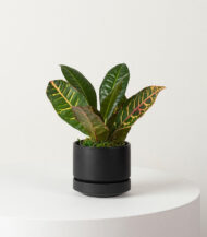 Golden Petra – Image 4