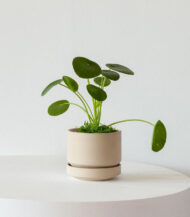 Pilea Peperomioides – Image 2