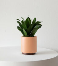 Organic Potting Mix – Image 4