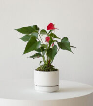 Cactus & Succulent Potting Mix – Image 4