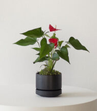 Anthurium – King of hearts – Image 4