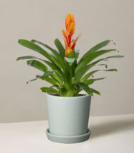 Bromeliad Vriesea – Image 2