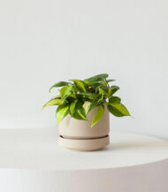 Persilade – Image 5