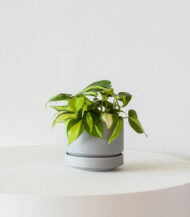 Cactus & Succulent Potting Mix – Image 3