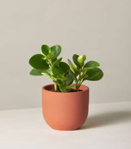 Peperomia Obtusifolia – Image 2
