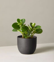 Peperomia Obtusifolia – Image 3