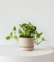 N’joy Pothos – Image 2