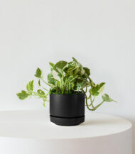 N’joy Pothos – Image 4