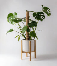 Golden Petra – Image 5