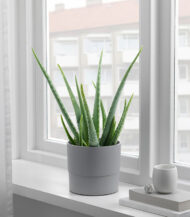 Drakfrukt – Image 5