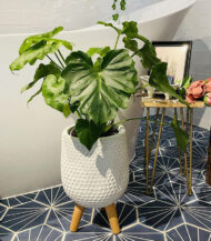 Mica Douro Pot – Image 3